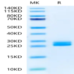 Biotinylated Mouse IL-23A Protein (IL2-MM423B)