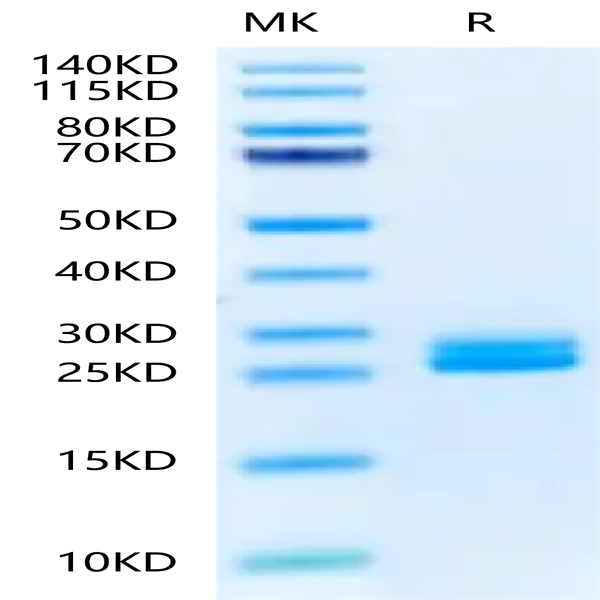 Biotinylated Mouse IL-23A Protein (IL2-MM423B)