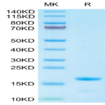 Cynomolgus IL-3 Protein (IL3-CE101)