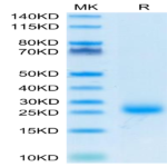 Cynomolgus IL-31 Protein (IL3-CM131)