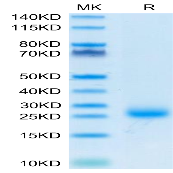 Cynomolgus IL-31 Protein (IL3-CM131)