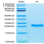 Cynomolgus IL-33 Protein (IL3-CM133)