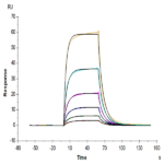 Cynomolgus IL-3 R alpha/CD123 Protein (IL3-CM1RA)