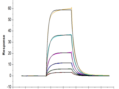 Cynomolgus IL-3 R alpha/CD123 Protein (IL3-CM1RA)