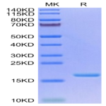 Biotinylated Human IL-3 Protein (IL3-HE401B)