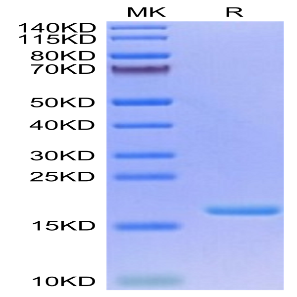 Biotinylated Human IL-3 Protein (IL3-HE401B)