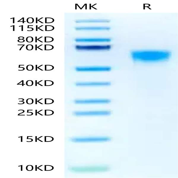 Biotinylated Human IL-3 R alpha/CD123 Protein (IL3-HM1RAB)