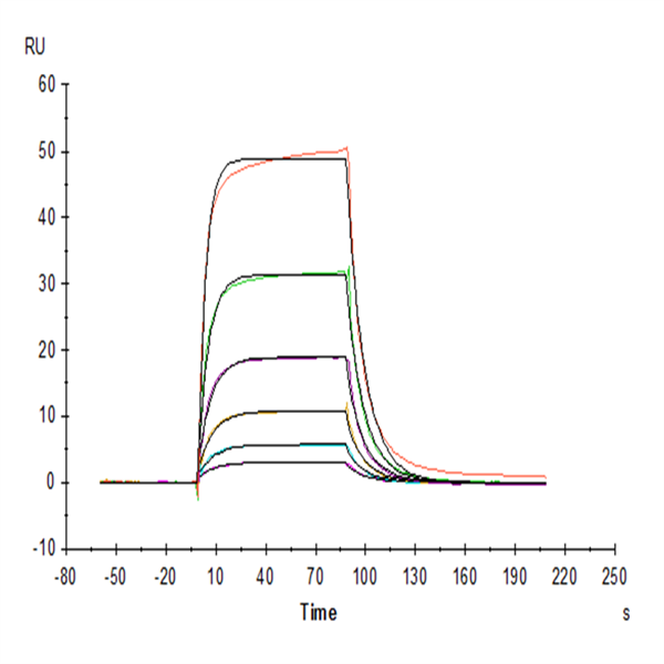 Human IL-3 Protein (IL3-HM201) Human IL-3 Protein (IL3-HM201)