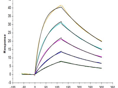 Cynomolgus IL-4 Protein (IL4-CM101)