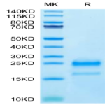 Cynomolgus IL-4 Protein (IL4-CM101)