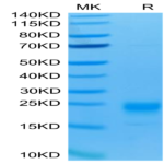 Human IL-5 Protein (IL5-HM401)