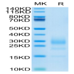 Mouse IL-5 Protein (IL5-MM401)
