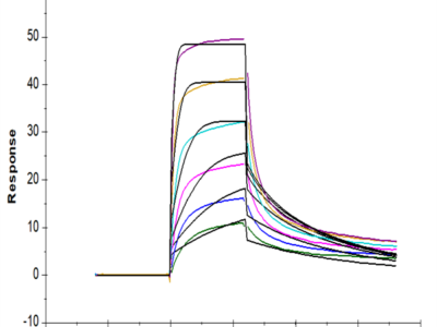 Human IL-7 Protein (IL7-HE001)