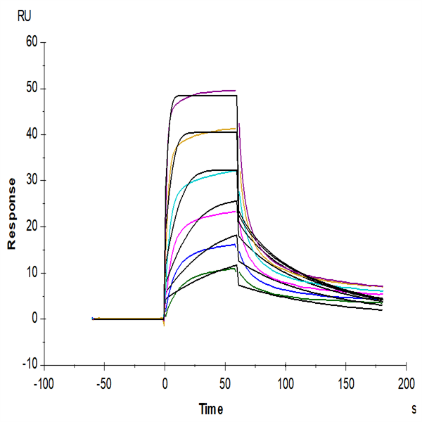 Human IL-7 Protein (IL7-HE001) Human IL-7 Protein (IL7-HE001)