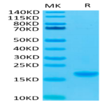 Human IL-7 Protein (IL7-HE001)