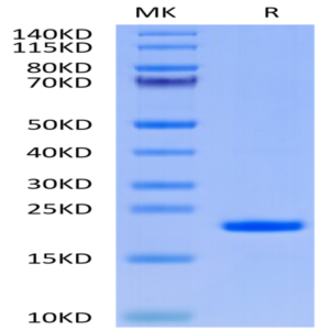Human IL-37 Protein (IL7-HE037)
