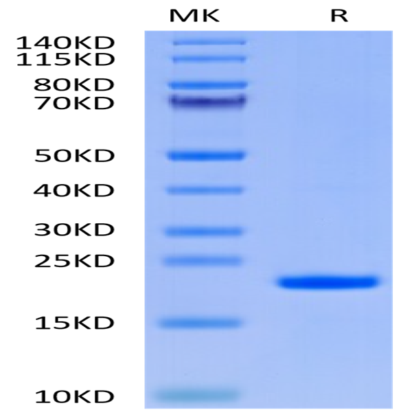 Human IL-37 Protein (IL7-HE037)