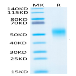 Human IL-7R alpha/CD127 Protein (IL7-HM1RA)