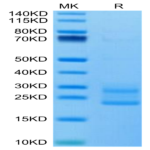 Mouse IL-17A&F Protein (IL7-MM4AF)