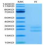 Biotinylated Mouse IL-17A&F Protein (IL7-MM4AFB)