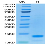 Cynomolgus IL-8/CXCL8 Protein (IL8-CM108)