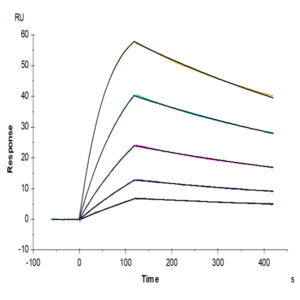 Biotinylated Cynomolgus IL-18BP Protein (Primary Amine Labeling) (IL8-CM1BPB)