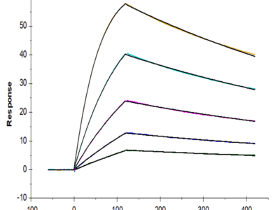 Biotinylated Cynomolgus IL-18BP Protein (Primary Amine Labeling) (IL8-CM1BPB)