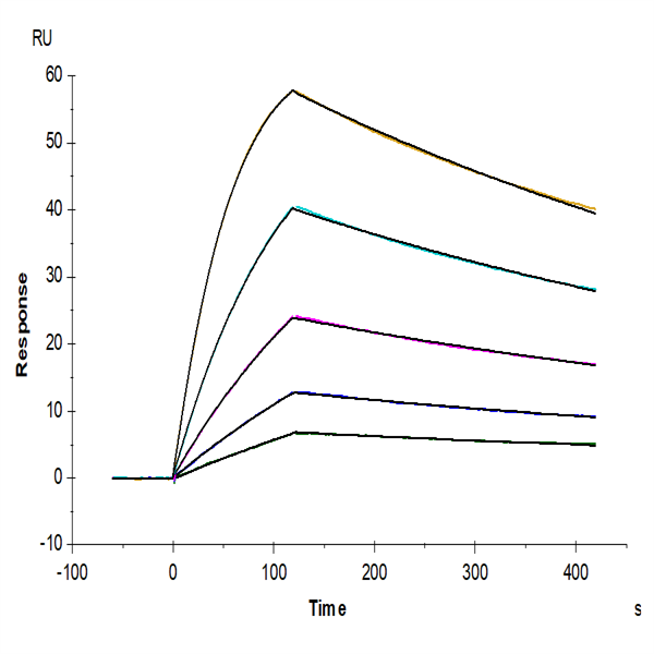 Biotinylated Cynomolgus IL-18BP Protein (Primary Amine Labeling) (IL8-CM1BPB) Biotinylated Cynomolgus IL-18BP Protein (Primary Amine Labeling) (IL8-CM1BPB)
