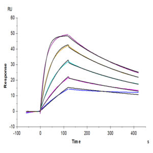 Cynomolgus IL-18 R1/CD218a Protein (IL8-CM1R1)