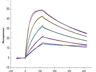 Cynomolgus IL-18 R1/CD218a Protein (IL8-CM1R1)