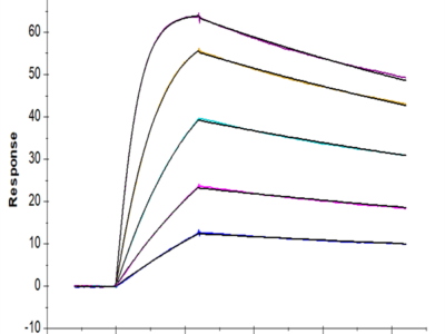 Human IL-18BP Protein (IL8-HM1BP)