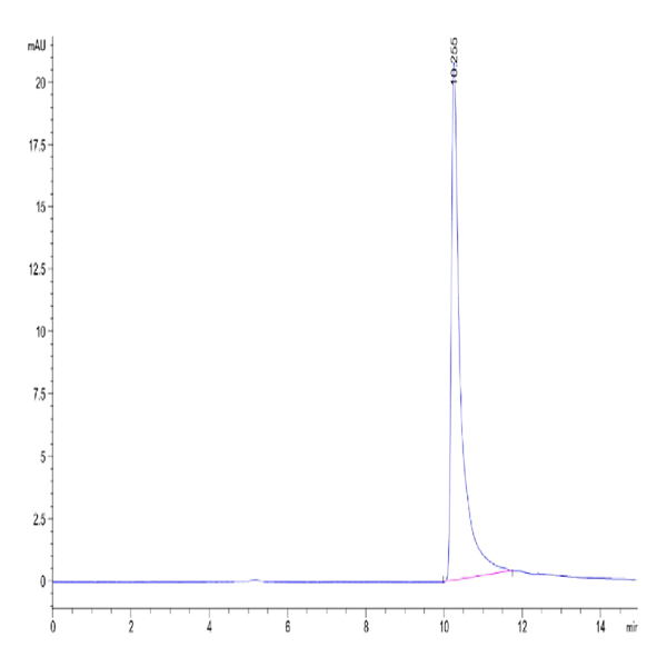 Human IL-8/CXCL8 Protein (IL8-HM1RA)