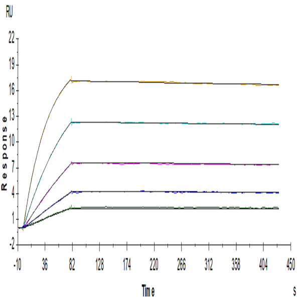 Human IL-18BP Protein (IL8-HM2BP) Human IL-18BP Protein (IL8-HM2BP)