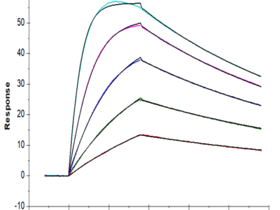 Biotinylated Human IL-18BP Protein (IL8-HM4BPB)