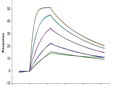 Biotinylated Human IL-18 R1/CD218a Protein (IL8-HM4R1B)