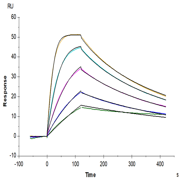 Biotinylated Human IL-18 R1/CD218a Protein (IL8-HM4R1B) Biotinylated Human IL-18 R1/CD218a Protein (IL8-HM4R1B)