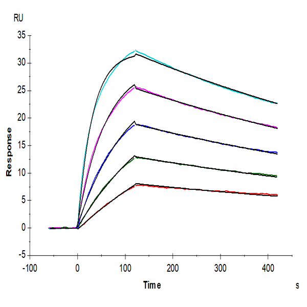 Mouse IL-18BP Protein (IL8-MM1BP) Mouse IL-18BP Protein (IL8-MM1BP)