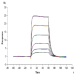 Mouse IL-18 R1/CD218a Protein (IL8-MM1R1)