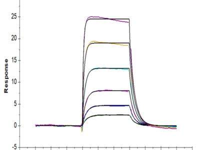 Mouse IL-18 R1/CD218a Protein (IL8-MM1R1)