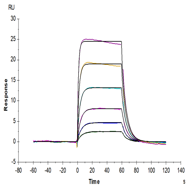Mouse IL-18 R1/CD218a Protein (IL8-MM1R1) Mouse IL-18 R1/CD218a Protein (IL8-MM1R1)
