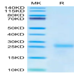 Cynomolgus IL-9 Protein (IL9-CM101)