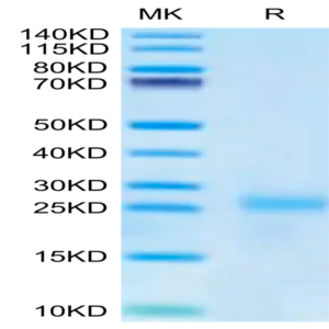 Cynomolgus IL-9 Protein (IL9-CM101)