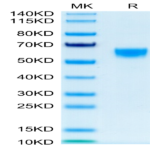 Mouse IL-9 Protein (IL9-MM201)