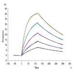 Cynomolgus IL-4 R alpha/CD124 Protein (ILA-CM14R)