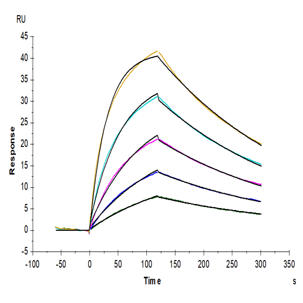 Cynomolgus IL-4 R alpha/CD124 Protein (ILA-CM14R) Cynomolgus IL-4 R alpha/CD124 Protein (ILA-CM14R)