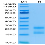 Human IL-17A/CTLA-8 Protein (ILA-HM118)