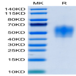 Human IL-4 R alpha/CD124 Protein (ILA-HM14R)