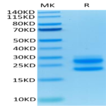 Mouse IL-17A/CTLA-8 Protein (ILA-MM417)