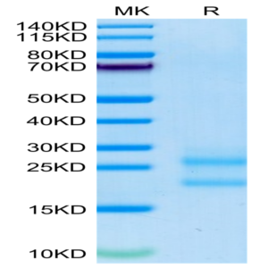 Biotinylated Mouse IL-17A/CTLA-8 Protein (ILA-MM417B)