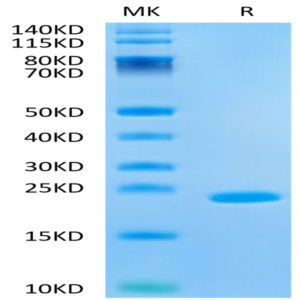 Human IL-37b Protein (ILB-HE037)